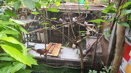 The image shows a collection of bird cages placed outdoors in what appears to be an aviary or pet shop setting.