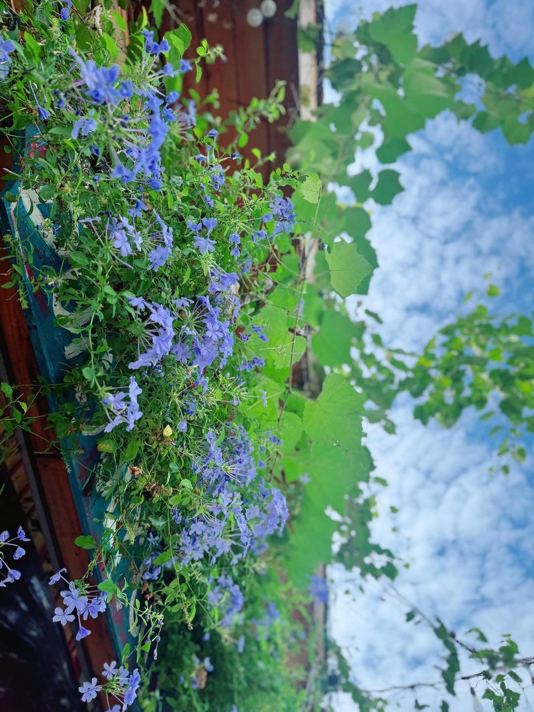 A vibrant display of blue flowers in a hanging pot against the backdrop of lush greenery and clear skies.