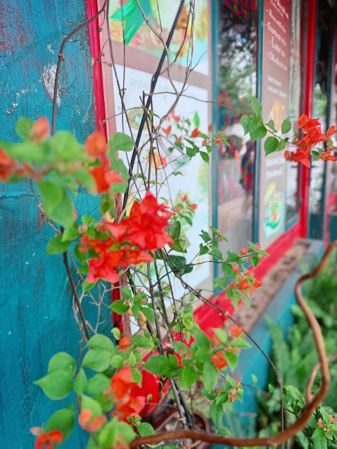 The image captures a vibrant red flowering plant against a backdrop of blue and green painted walls with some visible wear. The flowers are in sharp f