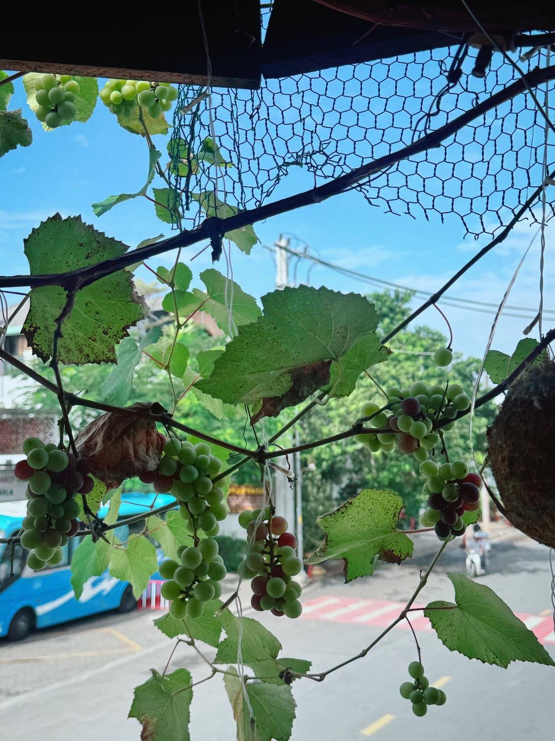 A vineyard of grapes is seen from a window overlooking an urban street in Thao Dien, Saigon.