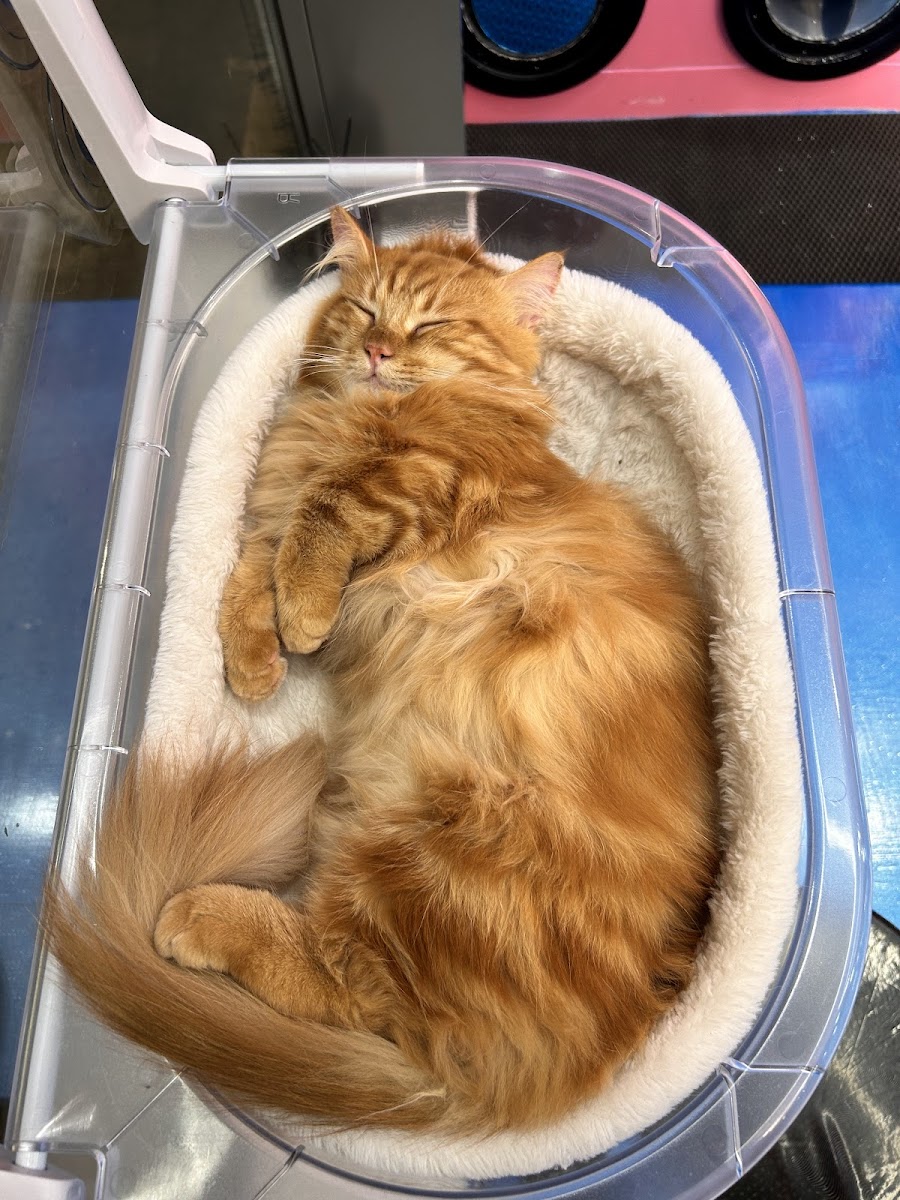 CATFE Estella cat cafe photo 2 in Thao Dien