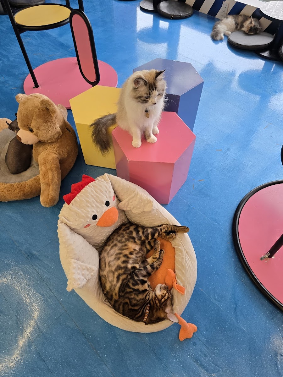 CATFE Estella cat cafe photo 3 in Thao Dien