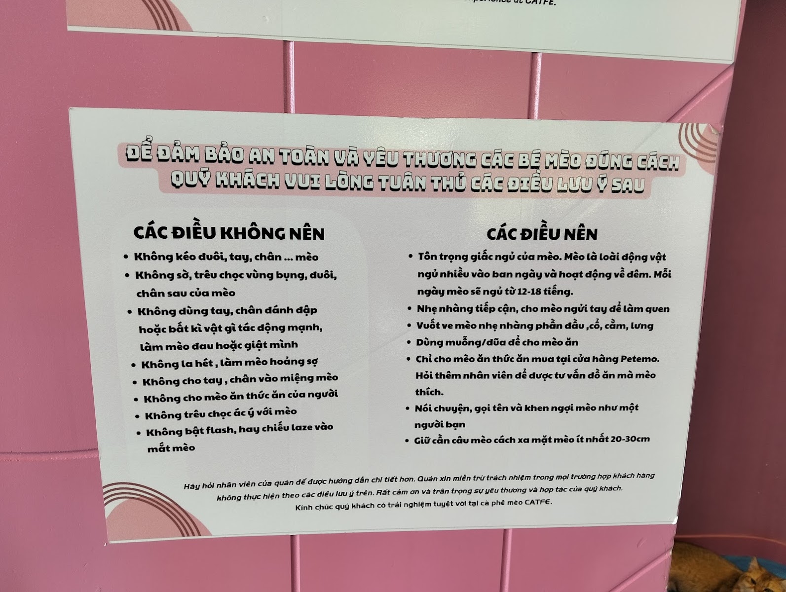 CATFE Estella cat cafe photo 4 in Thao Dien