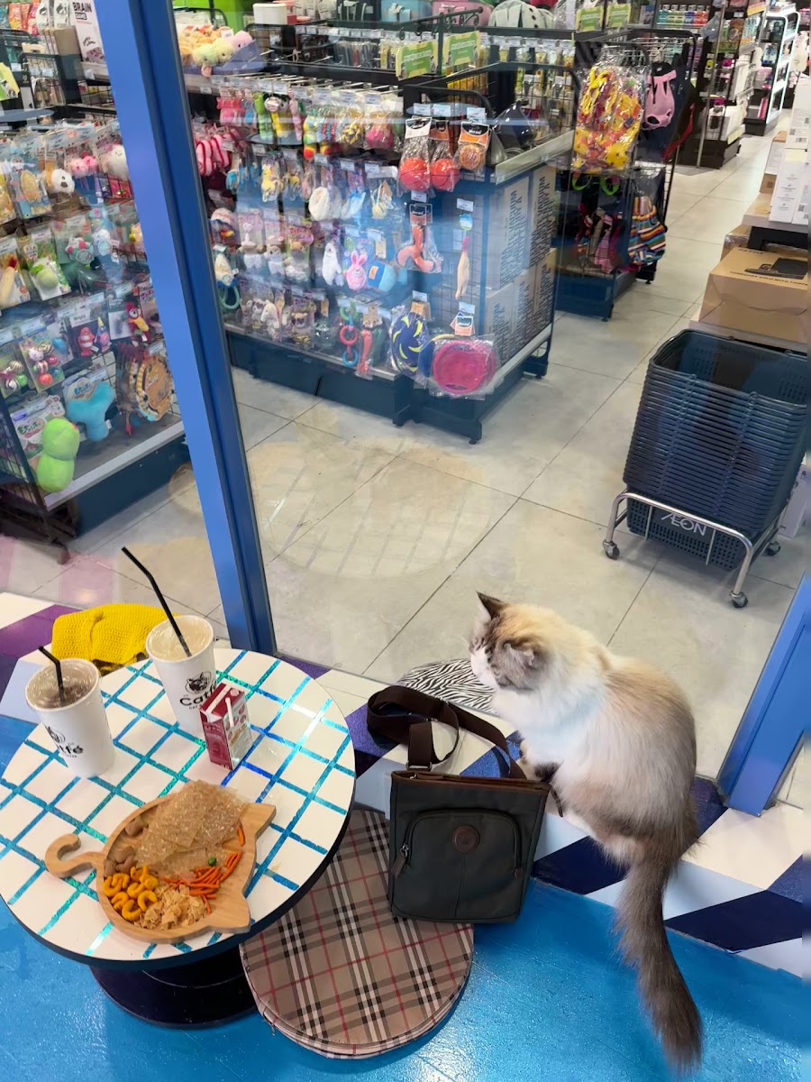 CATFE Estella cat cafe photo 8 in Thao Dien