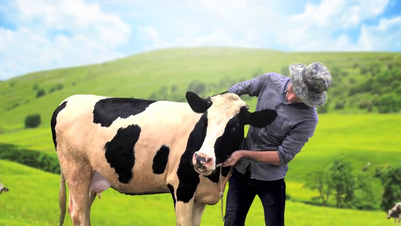 A person is milking a cow in an open field on a sunny day.