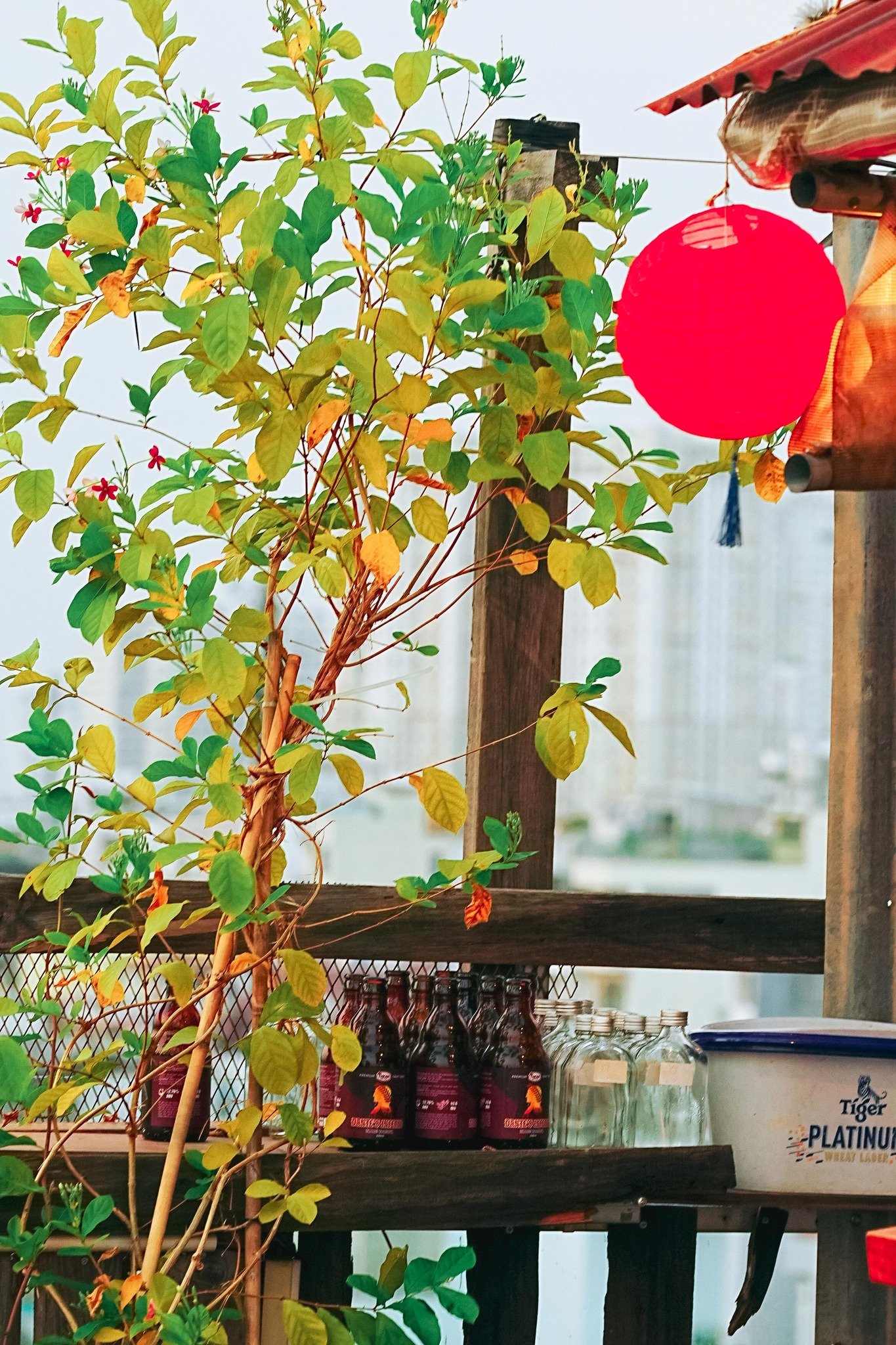 The image depicts an outdoor area of a venue in Thao Dien, Saigon. It features lush green plants with some red flowers, a bright red lantern hanging f