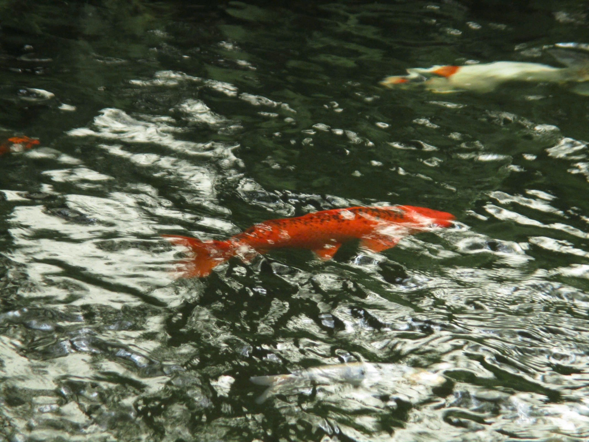 Dalaland Coffee photo 3 in Thao Dien