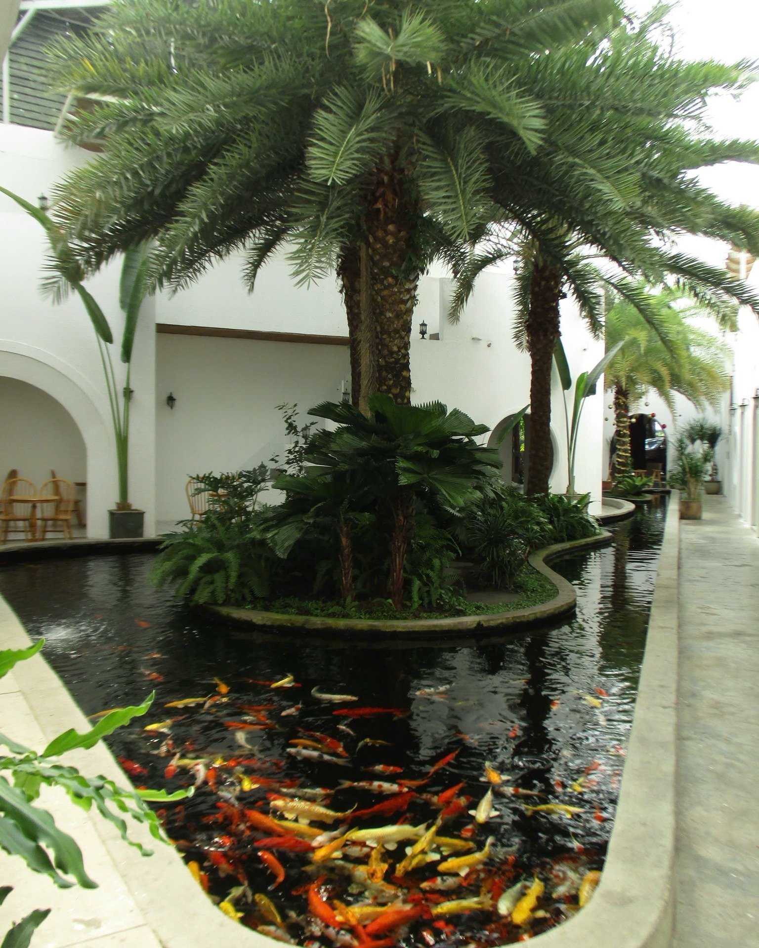 This image depicts an interior courtyard featuring a koi pond surrounded by lush greenery and palm trees. The architecture suggests a tropical or subt