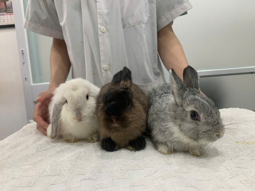 Danny Pet Hospital - Bệnh Viện Thú Y in Saigon