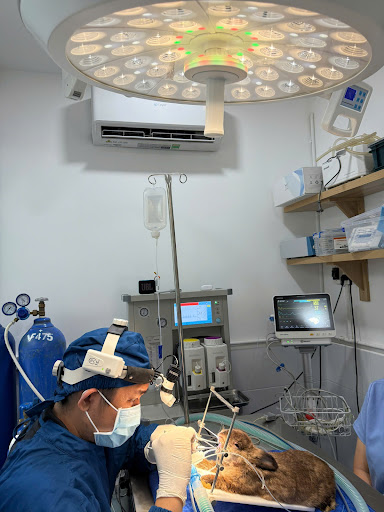 Danny Pet Hospital - Bệnh Viện Thú Y photo 3 in Thao Dien