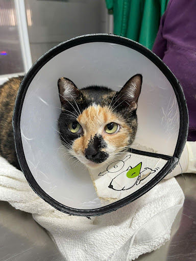 Dr. Trinh International Animal Hospital in Saigon