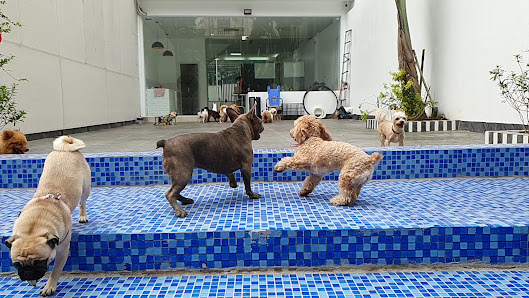 Etti Pet Grooming photo 4 in Thao Dien