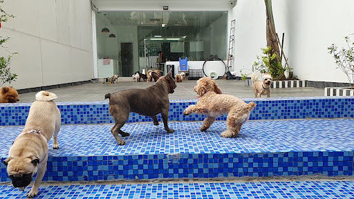 Etti Pet Grooming photo 3 in Ha Noi