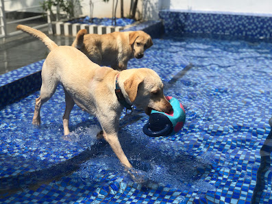 Etti Pet Grooming photo 5 in Thao Dien