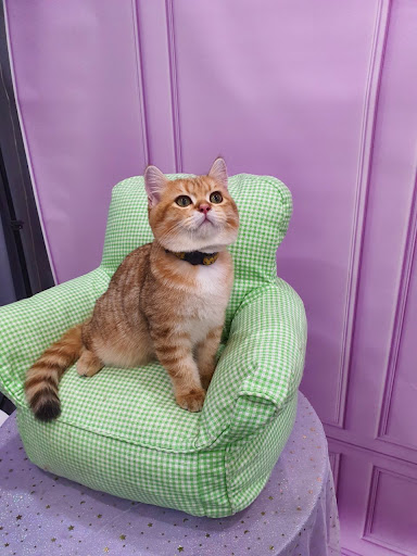 Etti Pet Grooming photo 4 in Ha Noi