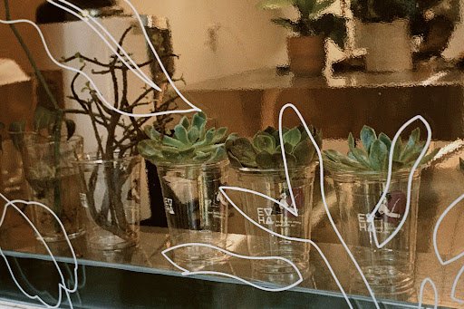 The image shows a collection of succulent plants in clear jars on display behind what appears to be the window or glass partition of an establishment,