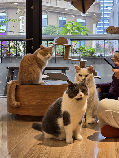 Geisha Cat Cafe photo 2 in Ha Noi