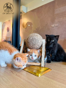 Geisha Cat Cafe photo 8 in Thao Dien