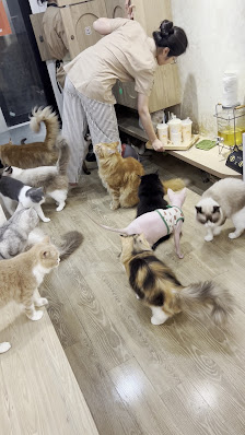 Geisha Cat Cafe photo 4 in Thao Dien