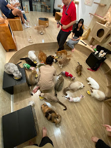 Geisha Cat Cafe photo 6 in Thao Dien