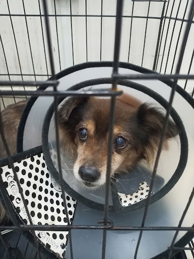 Hệ Thống Dịch Vụ Thú Y - AUDI PET.COM - Chi nhánh Q2 THĐ photo 3 in Thao Dien