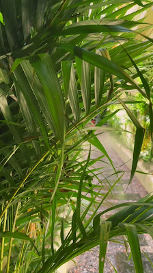 The image captures a lush, green outdoor setting with dense palm fronds in the foreground, partially obscuring a narrow pathway paved with stones. In 