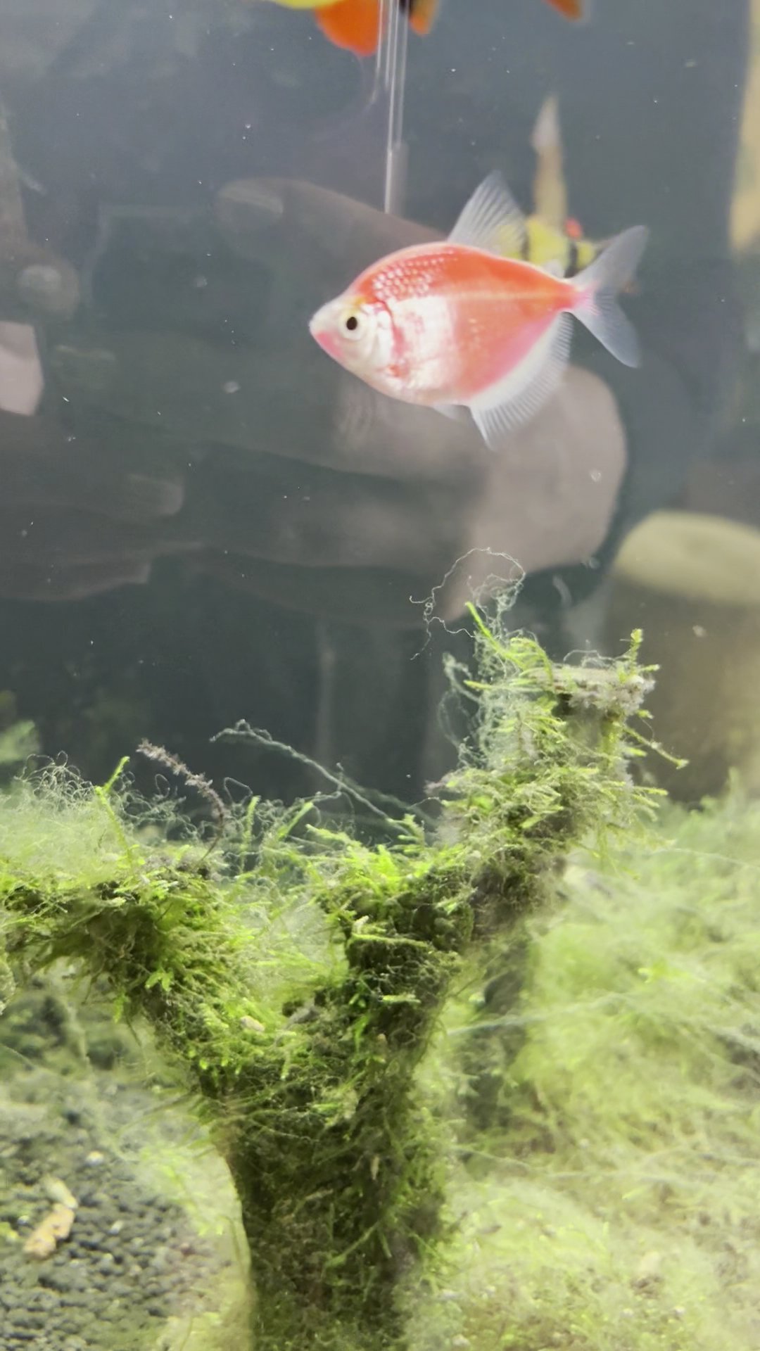 This image depicts an aquarium containing a single red fish among green aquatic plants and rocks.