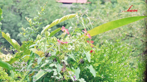 Hum Garden - Healthy Veggies Delights photo 3 in Thao Dien