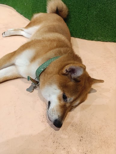 A Shiba Inu dog with a green patterned collar is lying on a light brown mat, with a green artificial turf background. The dog appears relaxed, resting
