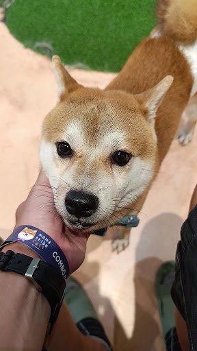 A Shiba Inu dog is being held by a person's hand. The dog has a tan and white coat, upright ears, and a black nose. The person wears a wristband with 