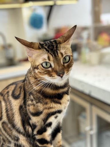 A tabby cat with brown and black striped fur is positioned in the foreground, looking directly at the camera. The background reveals a kitchen setting