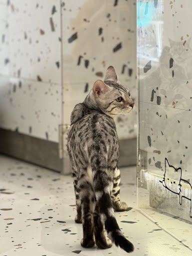 A gray tabby cat with black spots stands facing a glass partition featuring a cat drawing. The background includes speckled white walls and a tiled fl