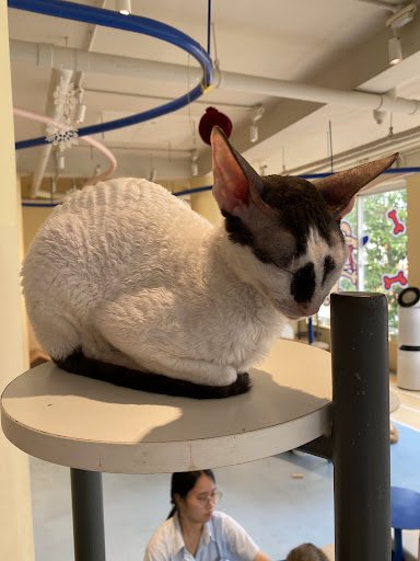 A white and black cat with large ears is perched on a round white table in a modern indoor venue. The background features blue circular structures, ha