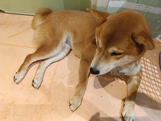 A brown and white Shiba Inu dog lying on a light-colored floor, wearing a collar with a tag. The background includes a green wall and a perforated str