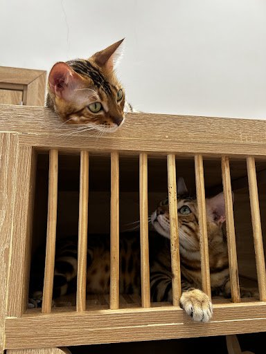 Two tabby cats are positioned in a wooden enclosure. One cat is partially visible above the enclosure's top edge, while the other is inside with one p