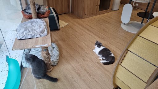 The image depicts an indoor space in Thao Dien, Saigon, featuring two cats (one gray, one black and white) on a wooden floor. The area includes cat-sp