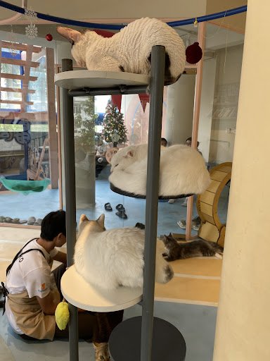 The image depicts the interior of a cat cafe in Thao Dien, Saigon. Multiple white and light-colored cats are resting on a multi-level cat tree structu