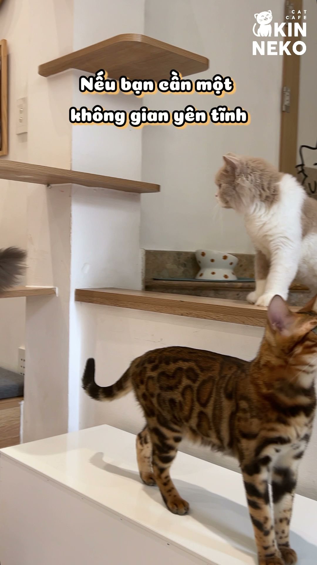 The image depicts the interior of a cat cafe named 'KIN NEKO CAT CAFE' located in Thao Dien, Saigon. Two cats are visible: one light-colored cat (whit