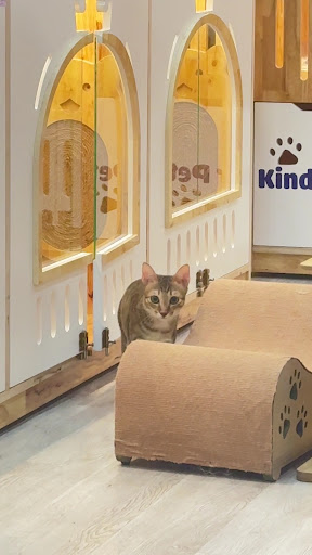 Kinder Pet - Thế Giới Thú Cưng - Chi Nhánh 2 photo 4 in Thao Dien