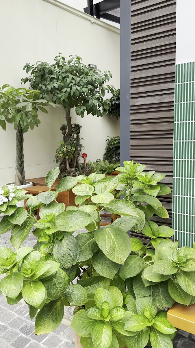 Lãng Coffee - Cafes & Coffee in Thao Dien