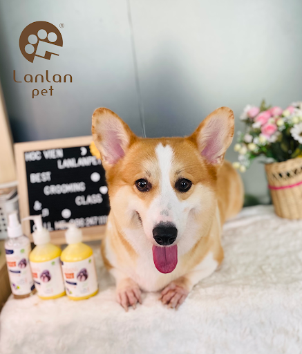 Lanlan Pet - Pet spa, grooming & pet hotel - Cắt tỉa lông chó mèo, khách sạn thú cưng in Thao Dien