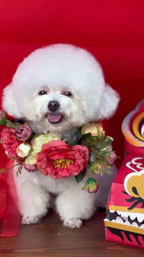 Lanlan Pet - Pet spa, grooming & pet hotel - Cắt tỉa lông chó mèo, khách sạn thú cưng photo 4 in Thao Dien