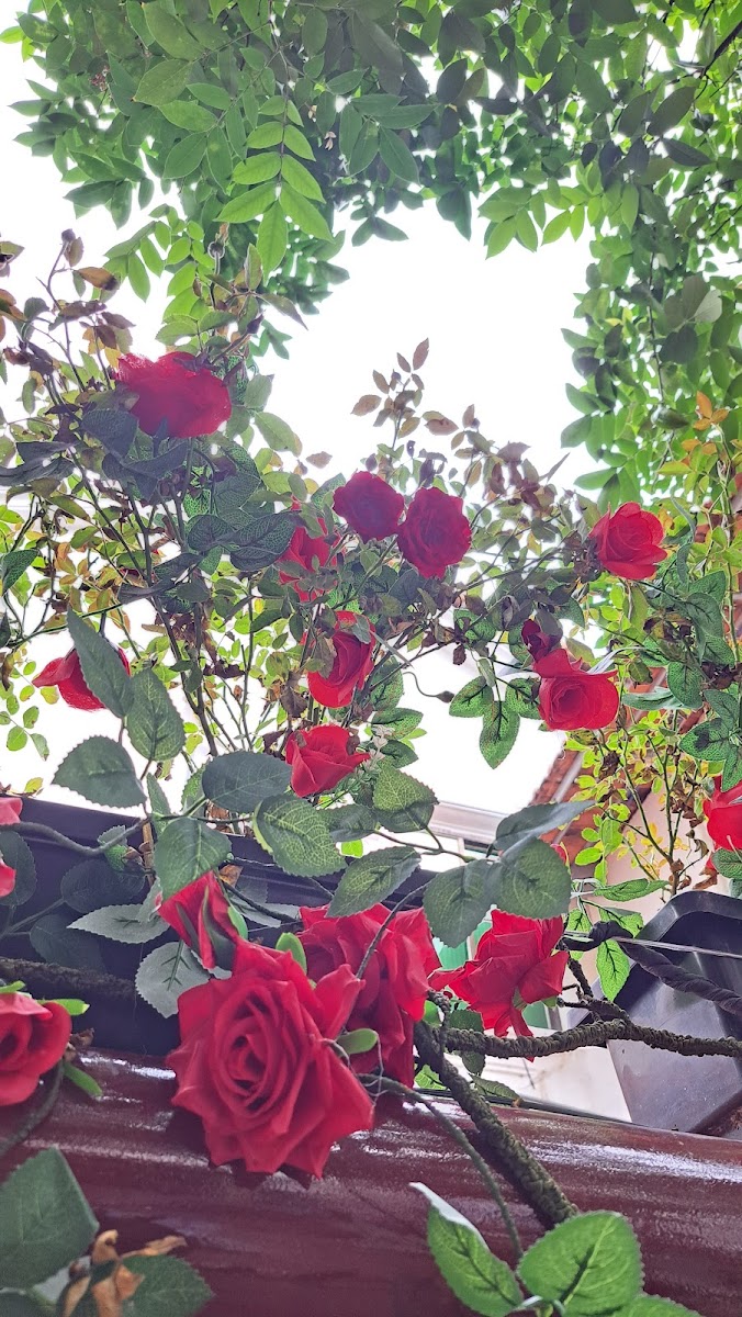 Madam Vinh House Garden photo 2 in Thao Dien