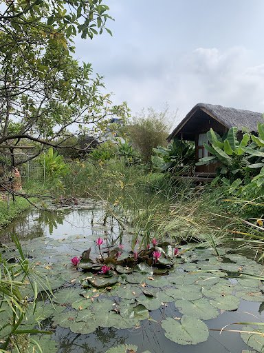 The image depicts a tranquil outdoor scene featuring a small pond in the foreground adorned with water lilies and surrounded by lush greenery, includi