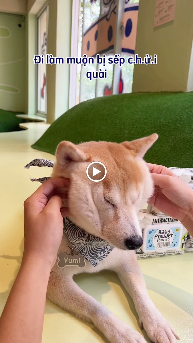 MAME Shiba Cafe photo 17 in Thao Dien