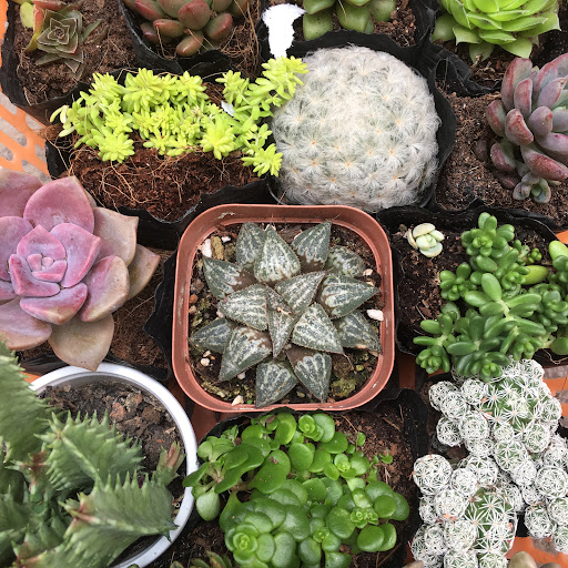 Nhà Sen Đá - Succulents house - Cafe in Thao Dien