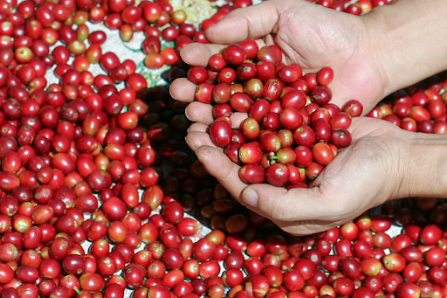 Oriberry Coffee photo 8 in Thao Dien