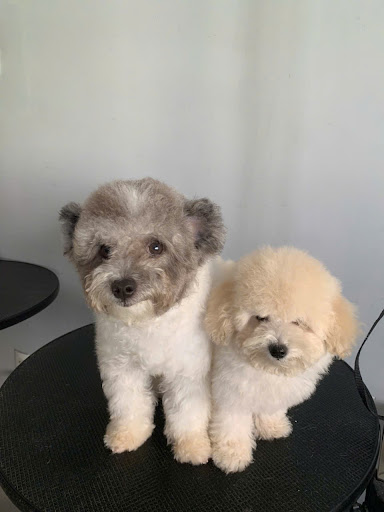 Paws & Claws Pet Shop | petshop Thủ Đức| petshop Thảo Điền photo 4 in Thao Dien