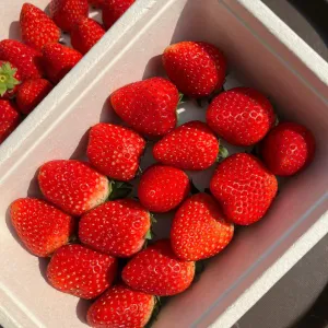 Moc Chau Strawberry Box 250g (Medium Size)