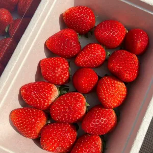 Moc Chau Strawberry 500G